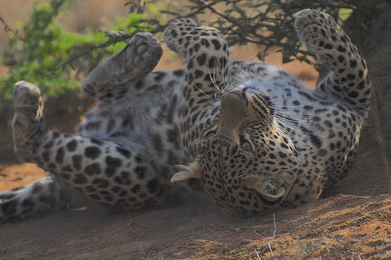 Tackling Biodiversity Loss: The Importance of Sustainable Hunting